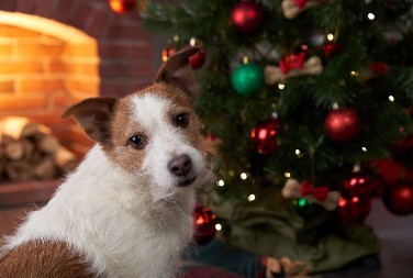Nemojte ih odmah grditi, nego nađite zajedničko rešenje: Šta da uradite ako vaši psi žele da sruše okićenu jelku?