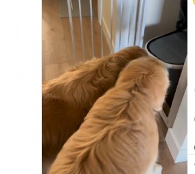 "Ovo je najslađa stvar koju sam videla": Mama i tata su snimili prvi susret psa sa njihovom bebom, srca se tope od miline