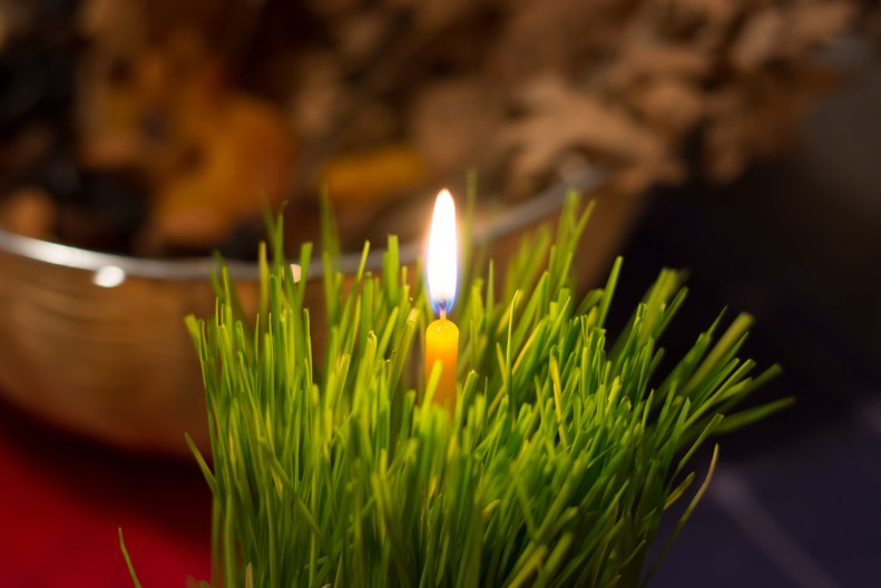 Za 2 dana je pravo vreme za sadnju božićne pšenice: Ovo treba da ispoštujete ako želite da bude gusta i bujna