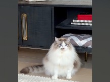 „Kako je uspeo to da uradi?“: Snimak mačka koji odmara u neobičnoj pozi nasmejao 3 miliona ljudi!