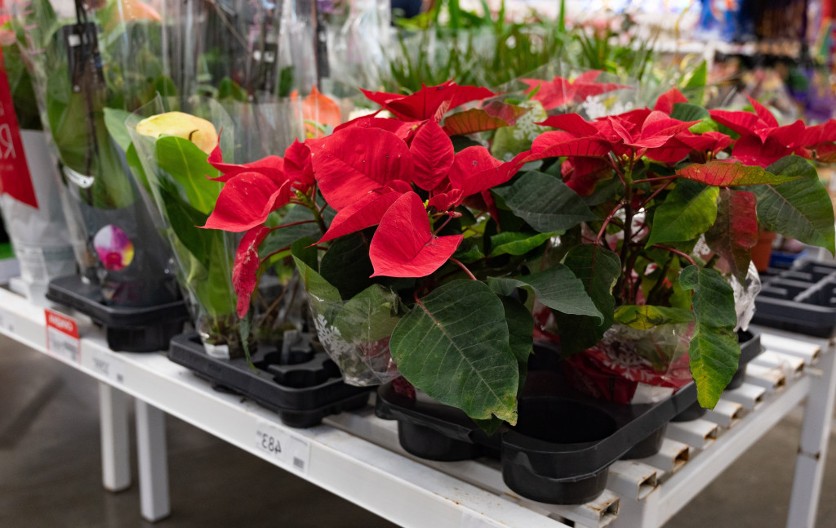 Najlepše ukrasi kuću za praznike, svi se njom pred gostima hvale: Kako se pravilo održava božićna zvezda, sa ovim trikovima ima da raste kao iz vode