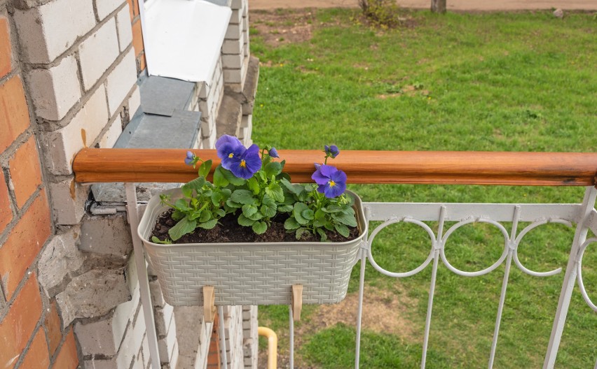 Možda još uvek niste zakasnili, jer je otporna na hladnoću: Možete je držati u saksiji, pa presaditi na proleće, veoma zahvalna i zima joj ne može ništa