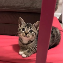 Mače raznežilo 3 miliona ljudi: Ušuškalo se i zaspalo na neobičnom mestu, vlasnica ga jedva našla!