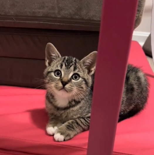 Mače raznežilo 3 miliona ljudi: Ušuškalo se i zaspalo na neobičnom mestu, vlasnica ga jedva našla!