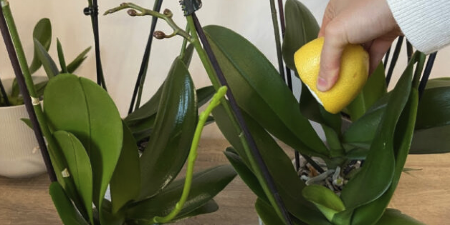 Trik kako orhidejama da krenu nove grane: Stalno će cvetati, a biće zdrava i prelepa