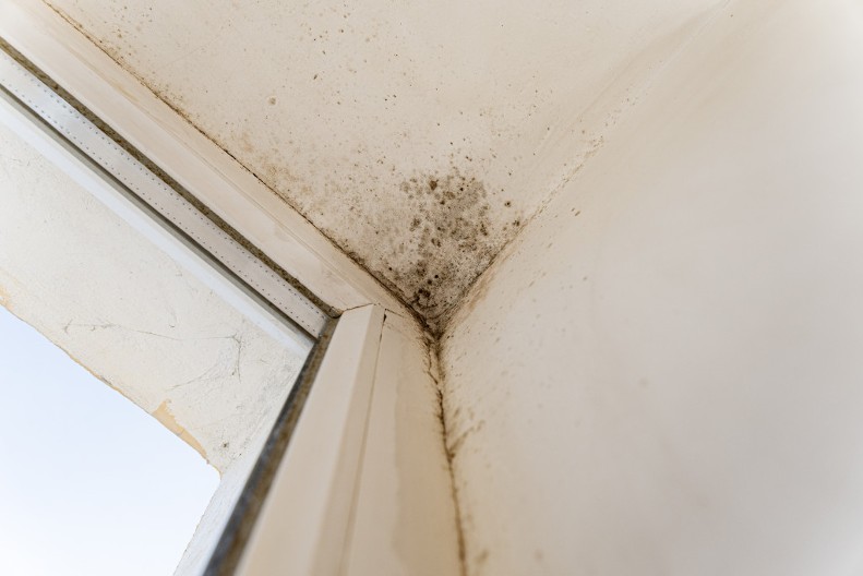 U ćoškovima se neće ni trunka nakupiti, sve "usisaju", samo ih stavite na pravo mesto: Ove biljke upijaju vlagu, a prelake su za održavanje