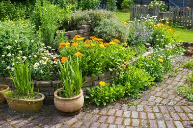 Ni vetar, ni kiša, ni mraz mu ne mogu ništa: Ovo je cveće koju uspeva svakome, prelako za održavanje, ali se sadi na posebno mesto