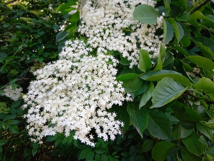 Tajni recept za domaće slatko od zove:  Malo ko zna za ovo, a tvrde da je najbolji na svetu