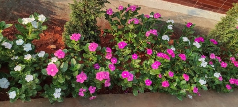 Egzotična lepotica sa Madagaskara: Sada je vreme za sadnju najlepšeg prolećnog cveta