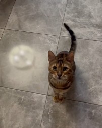 Mačak je prava pametnica: Izvodi neverovatne trikove, bez daha ga gledalo 5 miliona ljudi!