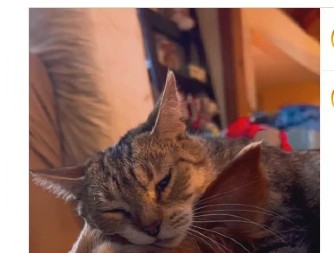 Trenutak pun nežnosti i ljubavi: Mačka teši bolesnog psa, a ljudi plaču dok ih gledaju