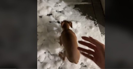 Pas je video sneg prvi put u životu: Ljudi plaču od smeha dok gledaju njegovu reakciju!