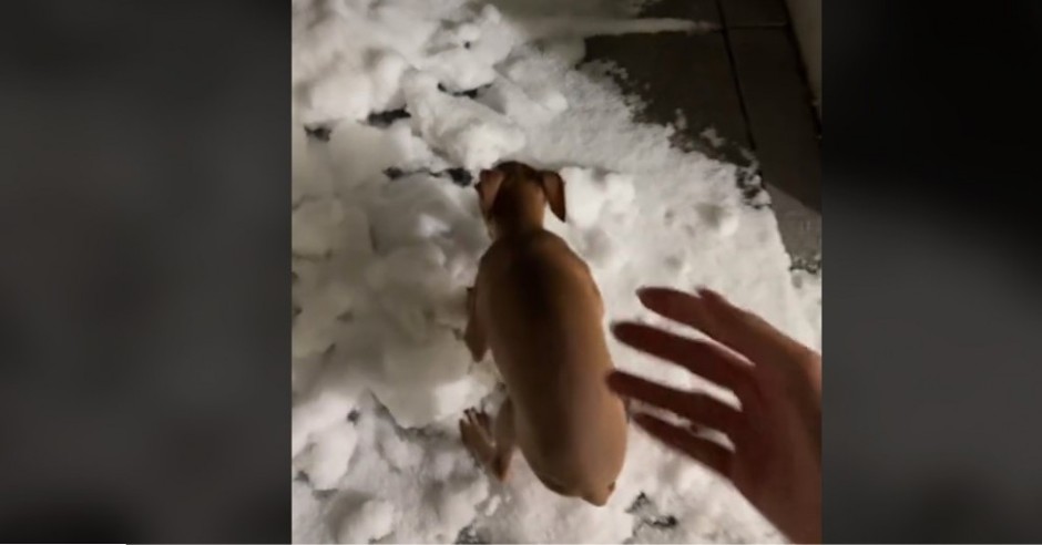 Pas je video sneg prvi put u životu: Ljudi plaču od smeha dok gledaju njegovu reakciju!