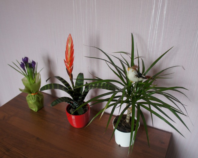 Dobre su i za one koji bi ih zalivali jednom u 40 dana: 5 vrsta sobnih biljaka koje uspevaju i početnicima