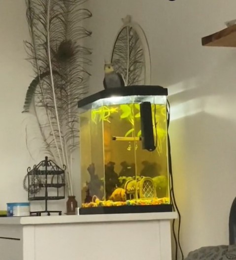 Papagaj pevanjem oduševio 287 miliona ljudi: Opsednut je hitom iz 1978. godine, odlepi kad čuje tu pesmu!