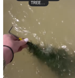 Tanja oprala svoje božićno drvce, pa ostala u nemom šoku: "Gnusnije je nego što sam očekivala da bude"