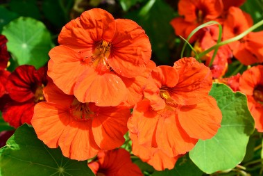 Ulepšavaće vam terasu do jeseni: Žene obožavaju ovaj cvet, jer nije zahtevan, pa svima uspeva