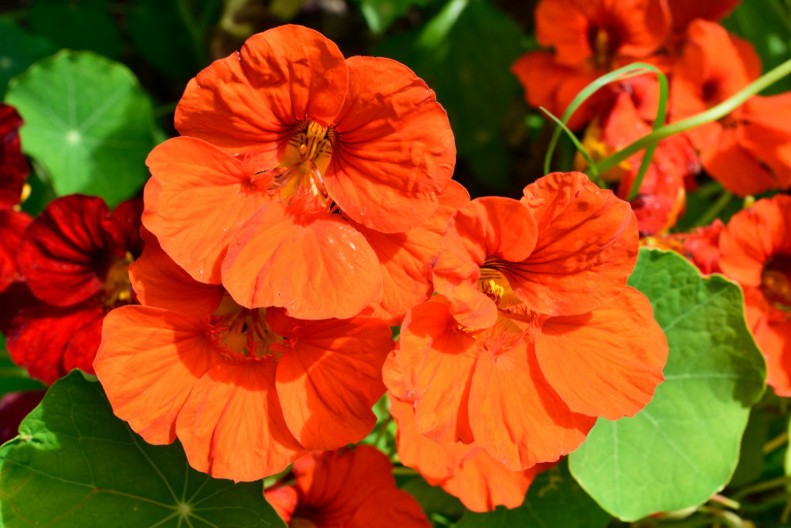 Ulepšavaće vam terasu do jeseni: Žene obožavaju ovaj cvet, jer nije zahtevan, pa svima uspeva