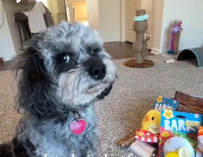 Ošišani pas nasmejao ljude do suza: Vlasnica objavila slike pre i posle, niko ne veruje da je to isti ljubimac!