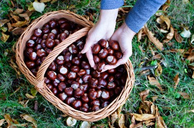 Narodna mudrost ili mit? Zašto su naši stari čuvali kesten u džepu tokom zime