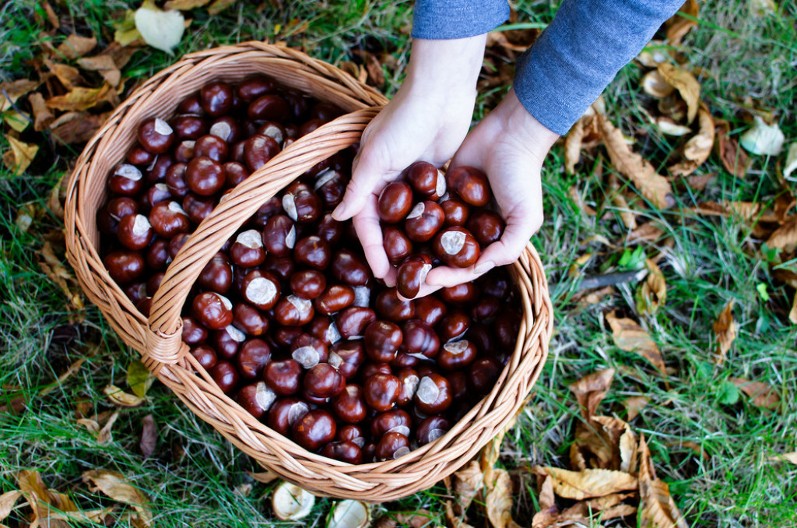 Narodna mudrost ili mit? Zašto su naši stari čuvali kesten u džepu tokom zime