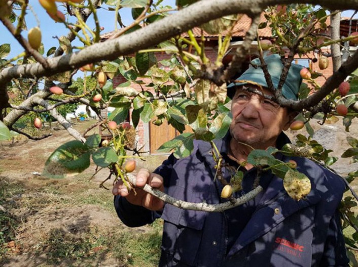 NAJZDRAVIJA NA SVETU Šaka dnevno ove namirnice štiti srce, reguliše težinu i jača imunitet