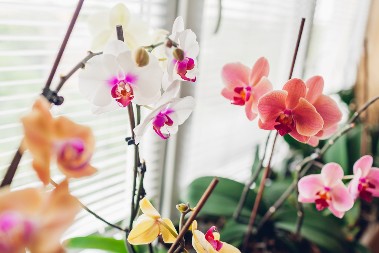 Ovo uvek bacite, a blago je za orhideje, cvetovi izbiju skoro pa odmah: Struka se oglasila — "namirnica iz kuhinje" će ih preporoditi