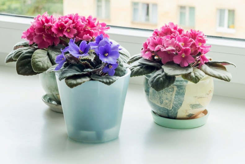 Ljubičice će cvetati cele zime kao lude: Zalivajte ih ovim eliksirom i uživajte u njihovoj lepoti!