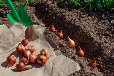 Sade se sada, da bi na proleće nikli kao iz vode: Ovo cveće "voli oktobar", prezimi i raste kao ludo u martu