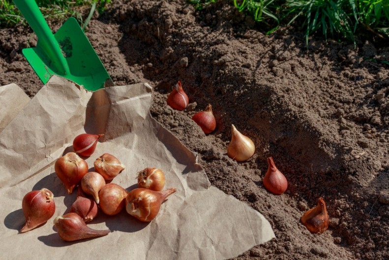Sade se sada, da bi na proleće nikli kao iz vode: Ovo cveće "voli oktobar", prezimi i raste kao ludo u martu