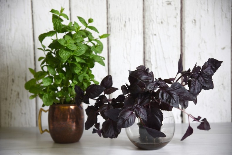 Svaka Srpkinja treba da ga zasadi: Hilandarski bosiljak čuva kuću od zla i garantuje srećan brak