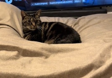 Dirljiva scena topi i najtvrđa srca: Mačka koja teši vlasnicu dok plače raznežila 11 miliona ljudi!