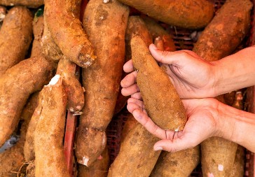 Najopasnija namirnica na svetu godišnje odnese 200 života: Nepravilna priprema može dovesti do smrti