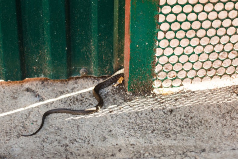 Tera zmije brže nego išta: Pospite ovu namirnicu po celom dvorištu i više ih nećete videti