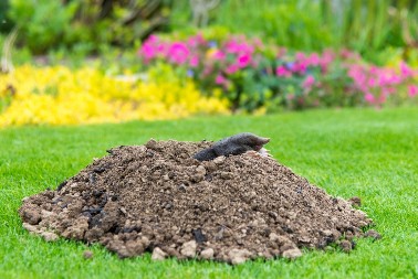 Kako oterati krtice: Ne podnose ovaj miris, pa će odmah pobeći iz vašeg dvorišta i bašte