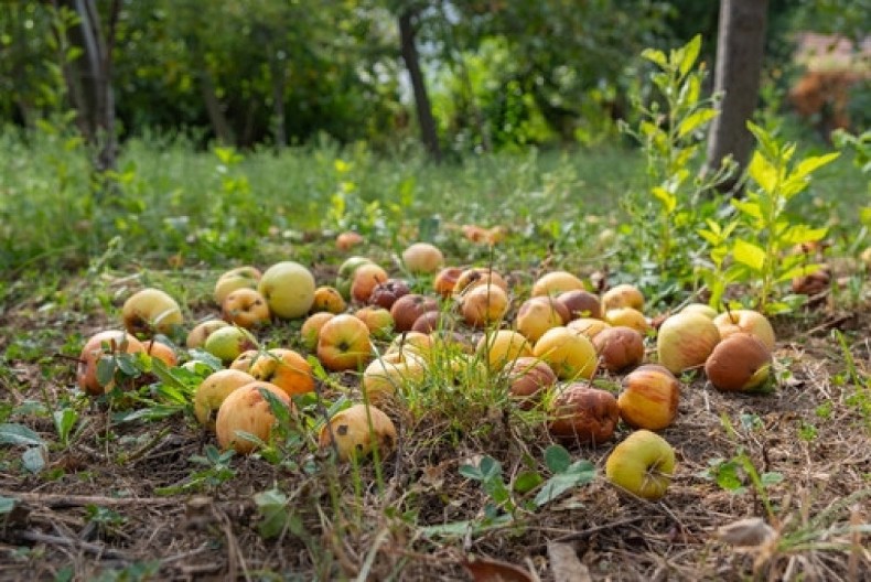 Trulo voće se gomila ispod drveta? Nemojte ga bacati, vrednije je nego što mislite!