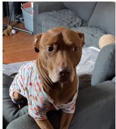 Pitbul nasmejao 86 miliona ljudi: Umislio da je mačka, niko ne može da veruje da je opasan pas!