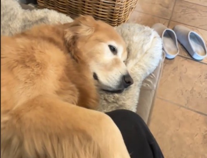 Nezasita maza: Pas se ljuti kao malo dete kad vlasnica prestane da ga češka, prosto je neodoljiv!