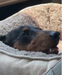 Vlasnici su mislili da je njihov pas na samrti: Veterinar ih zapanjio dijagnozom, svi plaču zajedno s njima!