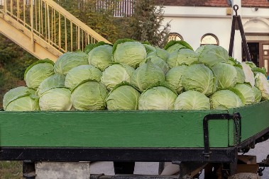 Na pijaci izgleda savršeno, ali se raspadne u buretu pre januara: Evo koje sorte kupusa NIKAKO ne treba da kiselite