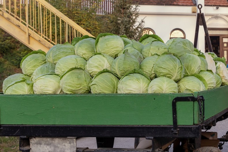 Na pijaci izgleda savršeno, ali se raspadne u buretu pre januara: Evo koje sorte kupusa NIKAKO ne treba da kiselite