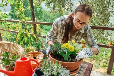 Žene u Srbiji masovno traže ovaj cvet: Lepši je od ruže, sadi se krajem oktobra i zima mu ništa ne može, tada najviše cveta