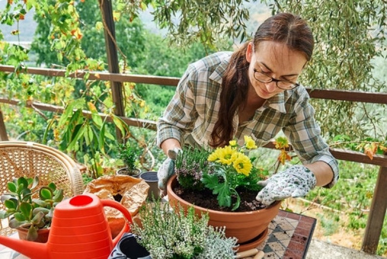 Žene u Srbiji masovno traže ovaj cvet: Lepši je od ruže, sadi se krajem oktobra i zima mu ništa ne može, tada najviše cveta