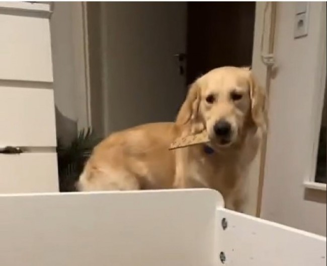 Zlatni retriver slatko nasmejao ljude: Ima žarku želju da pomogne vlasnici u sastavljanju kreveta, ali mu nikako ne ide