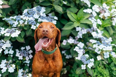 Vama raj, a ljubimcima pakao: Nikako ne kupujte ovo popularno cveće za Dan zaljubljenih, izbegnite posetu veterinaru
