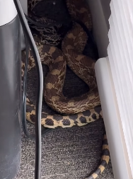 Osetite li blago truli miris u kući, oprez: Može se desiti da se zmija negde zavukla