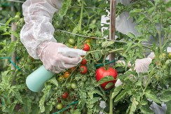 Uz jednu caku paradajz će iznova i iznova da rađa do kasne jeseni: Plod će biti krupniji, sočniji i ukusniji