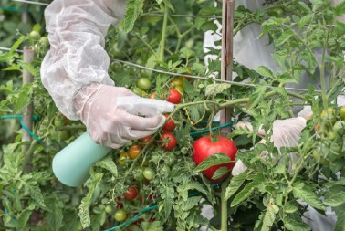 Uz jednu caku paradajz će iznova i iznova da rađa do kasne jeseni: Plod će biti krupniji, sočniji i ukusniji