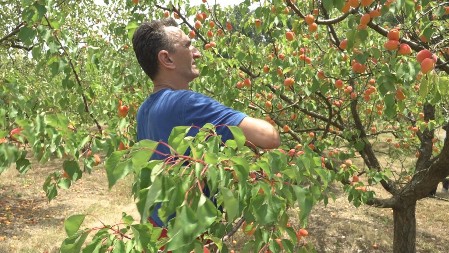 Ovo voće je spas za jetru, creva, mozak: Ipak, vodite računa, dve grupe ljudi nikako ne smeju da jedu kajsije