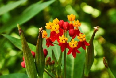 Stari baštovani obožavaju ovu biljku: Gvozdeni leptir se lako neguje, uspeva u punoj senci, ali jedno treba izbegavati